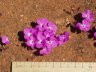 Calandrinia primuliflora-1.jpg